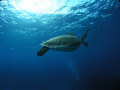   Green Sea Turtle  